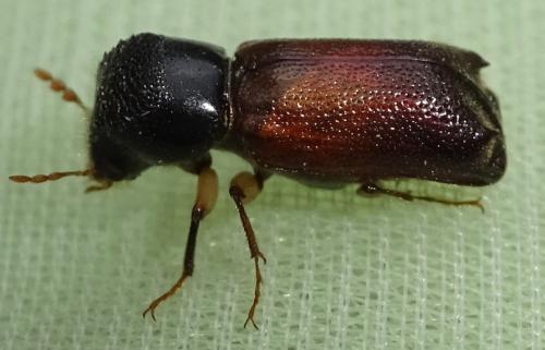 Xylopertha praeusta